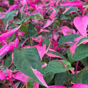 Alternanthera Party Time Live Plant - Joseph's Coat Pink & Green Variegated Foliage - 2 Pack, 4-6 inch - Image 4