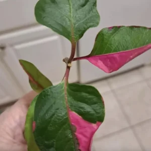Alternanthera Party Time Live Plant - Joseph's Coat Pink & Green Variegated Foliage - 2 Pack, 4-6 inch - Image 1