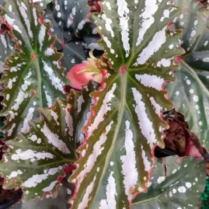 Angel Wing Begonia 'Citizen Pink' Live Plant - 3.25 inch Pot, Indoor - Image 1