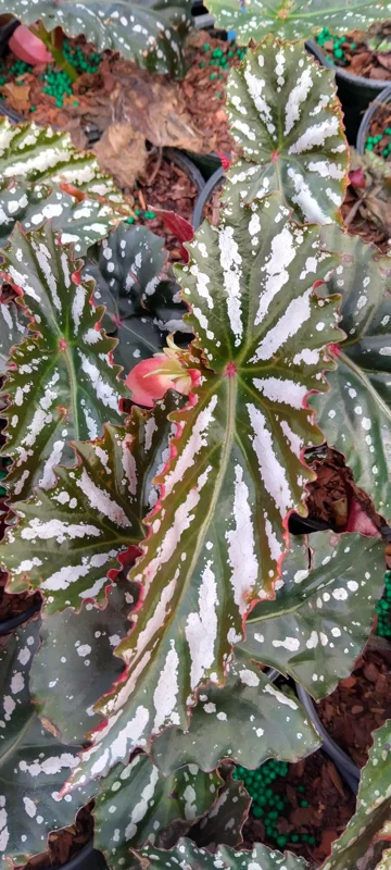 Angel Wing Begonia 'Citizen Pink' Live Plant - 3.25 inch Pot, Indoor - Image 1