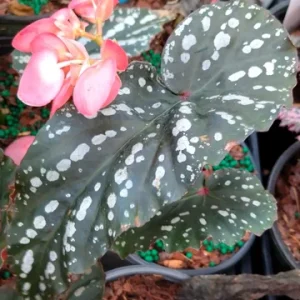 Angel Wing Begonia 'Citizen Pink' Live Plant - 3.25 inch Pot, Indoor - Image 2