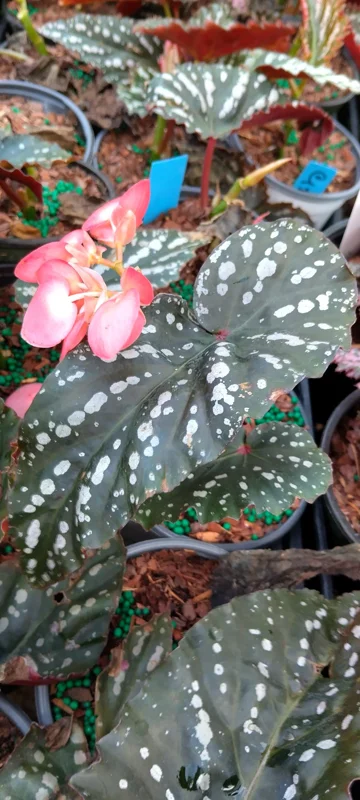 Angel Wing Begonia 'Citizen Pink' Live Plant - 3.25 inch Pot, Indoor - Image 2