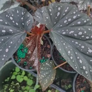 Angel Wing Begonia Dottie Pink Spots Live Plant 3.25 inch Pot Indoor - Image 2