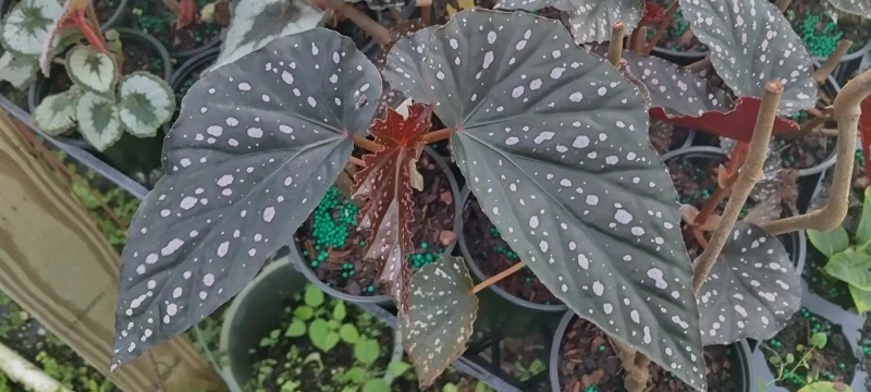 Angel Wing Begonia Dottie Pink Spots Live Plant 3.25 inch Pot Indoor - Image 2