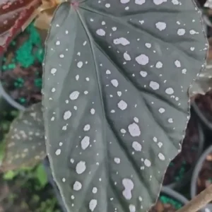 Angel Wing Begonia Dottie Pink Spots Live Plant 3.25 inch Pot Indoor - Image 3