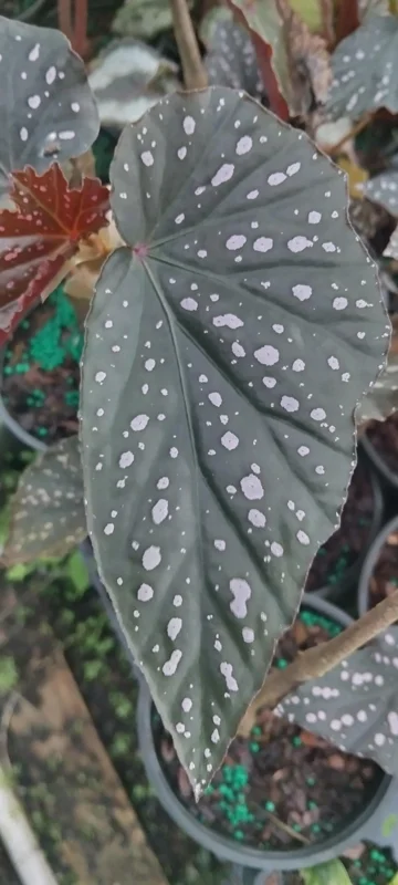 Angel Wing Begonia Dottie Pink Spots Live Plant 3.25 inch Pot Indoor - Image 3
