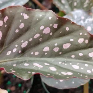 Angel Wing Begonia Dottie Pink Spots Live Plant 3.25 inch Pot Indoor - Image 1