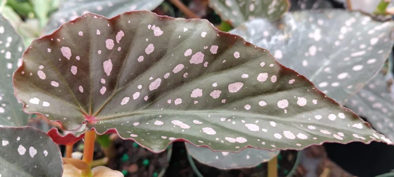 Angel Wing Begonia Dottie Pink Spots Live Plant 3.25 inch Pot Indoor - Image 1