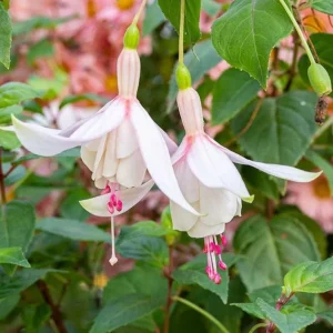 Annabelle White Fuchsia Live Plant – 4 inch Pot – Outdoor Flowering Shrub - Image 2