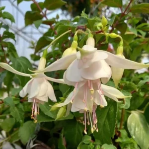 Annabelle White Fuchsia Live Plant – 4 inch Pot – Outdoor Flowering Shrub - Image 1