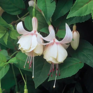 Annabelle White Fuchsia Live Plant - 4 inch Tall, Beautiful Flowers, Outdoor - Image 1