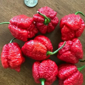 Apocalypse Scorpion Red Chili Live Plant – Super Hot Pepper – Set of 3 – 2,000,000 SHU - Image 1