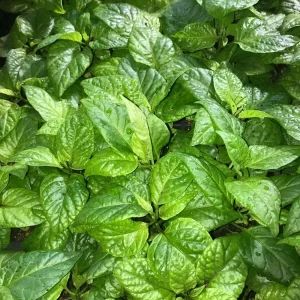 Apocalypse Scorpion Red Chili Live Plant – Super Hot Pepper – Set of 3 – 2,000,000 SHU - Image 2