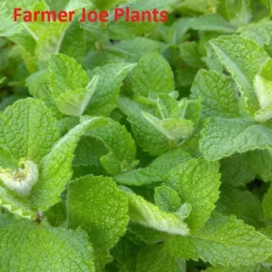 Apple Mint Live Plant - 4 inch Tall Herb for Culinary & Garden - Image 1