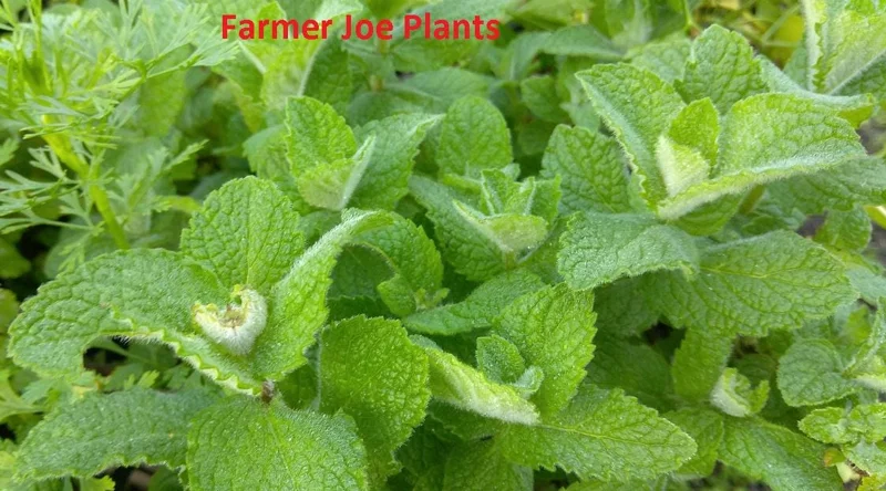 Apple Mint Live Plant - 4 inch Tall Herb for Culinary & Garden - Image 1