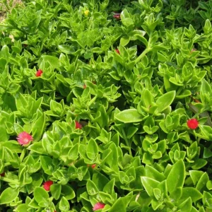 Aptenia Red Apple Live Plants - 2 Pack Baby Sun Rose Succulent, 4-6 Inches Tall, Red Blooms, Drought Tolerant - Image 3