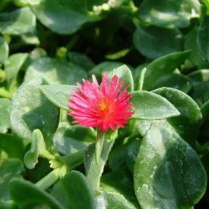 Aptenia Red Apple Live Plants - 2 Pack Baby Sun Rose Succulent, 4-6 Inches Tall, Red Blooms, Drought Tolerant - Image 4
