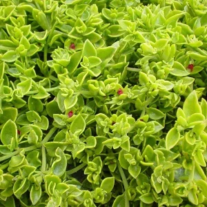 Aptenia Red Apple Live Plants - 2 Pack Baby Sun Rose Succulent, 4-6 Inches Tall, Red Blooms, Drought Tolerant - Image 5