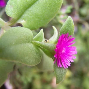 Aptenia Red Apple Live Plants - 2 Pack Baby Sun Rose Succulent, 4-6 Inches Tall, Red Blooms, Drought Tolerant - Image 6