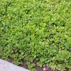 Aptenia Red Apple Live Plants - 2 Pack Baby Sun Rose Succulent, 4-6 Inches Tall, Red Blooms, Drought Tolerant - Image 7