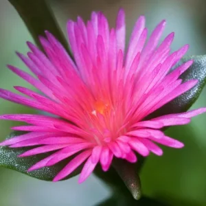 Aptenia Red Apple Live Plants - 2 Pack Baby Sun Rose Succulent, 4-6 Inches Tall, Red Blooms, Drought Tolerant - Image 1