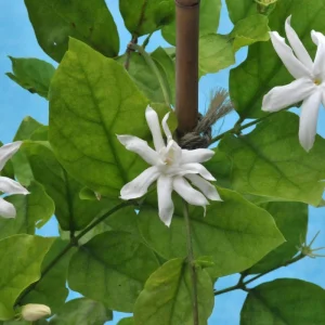 Arabian Jasmine Belle of India Live Plant - Fragrant 4 inch Starter Pot - Image 2