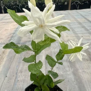 Arabian Jasmine Belle of India Live Plant - Fragrant 4 inch Starter Pot - Image 3