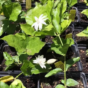 Arabian Jasmine Belle of India Live Plant - Fragrant 4 inch Starter Pot - Image 4