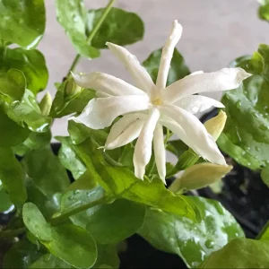 Arabian Jasmine Belle of India Live Plant - Fragrant 4 inch Starter Pot - Image 5