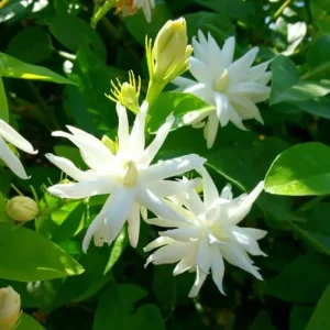 Arabian Jasmine Belle of India Live Plant - Fragrant 4 inch Starter Pot - Image 1