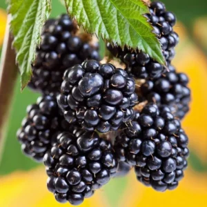 Arapaho Thornless Blackberry Live Plant - 3-8" Tall - Outdoor Berry Shrub - Image 2