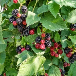 Arapaho Thornless Blackberry Live Plant - 3-8" Tall - Outdoor Berry Shrub - Image 1