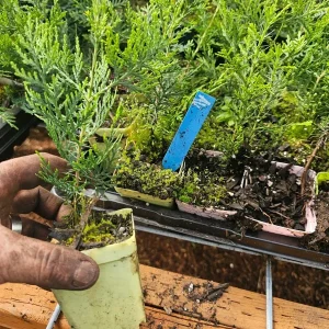 Arborvitae Hedge Tree Sapling - Live Evergreen Conifer - 3" Pot - Outdoor - Image 1