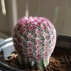Arizona Rainbow Cactus Live Plant - Echinocereus rigidissimus - Colorful Pink Cactus - 3, 4, 6 inch pot - Image 1