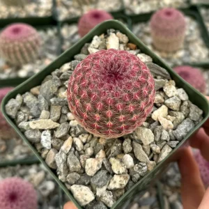 Arizona Rainbow Cactus Live Plant - Echinocereus rigidissimus - Colorful Pink Cactus - 3, 4, 6 inch pot - Image 10