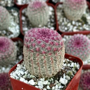 Arizona Rainbow Cactus Live Plant - Echinocereus rigidissimus - Colorful Pink Cactus - 3, 4, 6 inch pot - Image 2