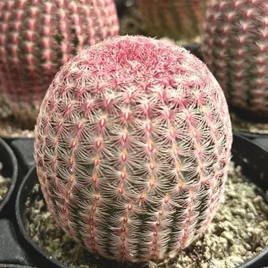 Arizona Rainbow Cactus Live Plant - Echinocereus rigidissimus - Colorful Pink Cactus - 3, 4, 6 inch pot - Image 3