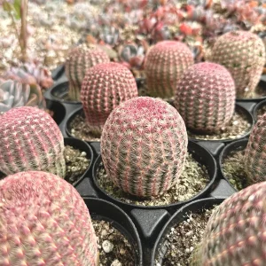 Arizona Rainbow Cactus Live Plant - Echinocereus rigidissimus - Colorful Pink Cactus - 3, 4, 6 inch pot - Image 4