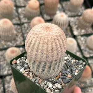 Arizona Rainbow Cactus Live Plant - Echinocereus rigidissimus - Colorful Pink Cactus - 3, 4, 6 inch pot - Image 5