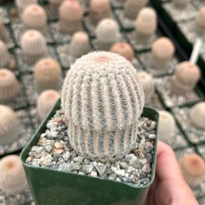 Arizona Rainbow Cactus Live Plant - Echinocereus rigidissimus - Colorful Pink Cactus - 3, 4, 6 inch pot - Image 6