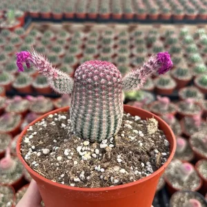 Arizona Rainbow Cactus Live Plant - Echinocereus rigidissimus - Colorful Pink Cactus - 3, 4, 6 inch pot - Image 7