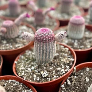 Arizona Rainbow Cactus Live Plant - Echinocereus rigidissimus - Colorful Pink Cactus - 3, 4, 6 inch pot - Image 8