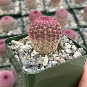 Arizona Rainbow Cactus Live Plant - Echinocereus rigidissimus - Colorful Pink Cactus - 3, 4, 6 inch pot - Image 9