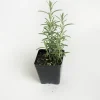 Arp Rosemary Live Plant - Rosmarinus Officinalis Arp - Starter Herb 3-6 inch Tall - Image 1