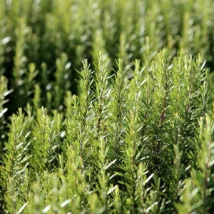 Arp Rosemary Live Plant - Rosmarinus Officinalis Arp - Starter Herb 3-6 inch Tall - Image 2