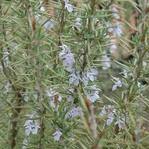 Arp Rosemary Live Plant - Rosmarinus Officinalis Arp - Starter Herb 3-6 inch Tall - Image 3