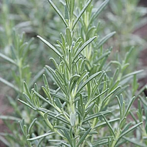 Arp Rosemary Live Plant - Rosmarinus Officinalis Arp - Starter Herb 3-6 inch Tall - Image 4