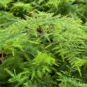 Asparagus Fern Live Plant – Delicate Foliage – 4 inch Pot – Indoor Houseplant - Image 2