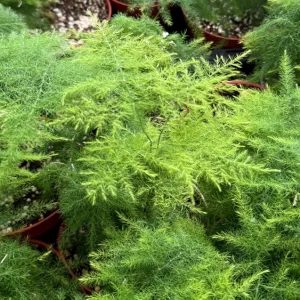 Asparagus Fern Live Plant – Delicate Foliage – 4 inch Pot – Indoor Houseplant - Image 3