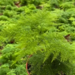 Asparagus Fern Live Plant – Delicate Foliage – 4 inch Pot – Indoor Houseplant - Image 4